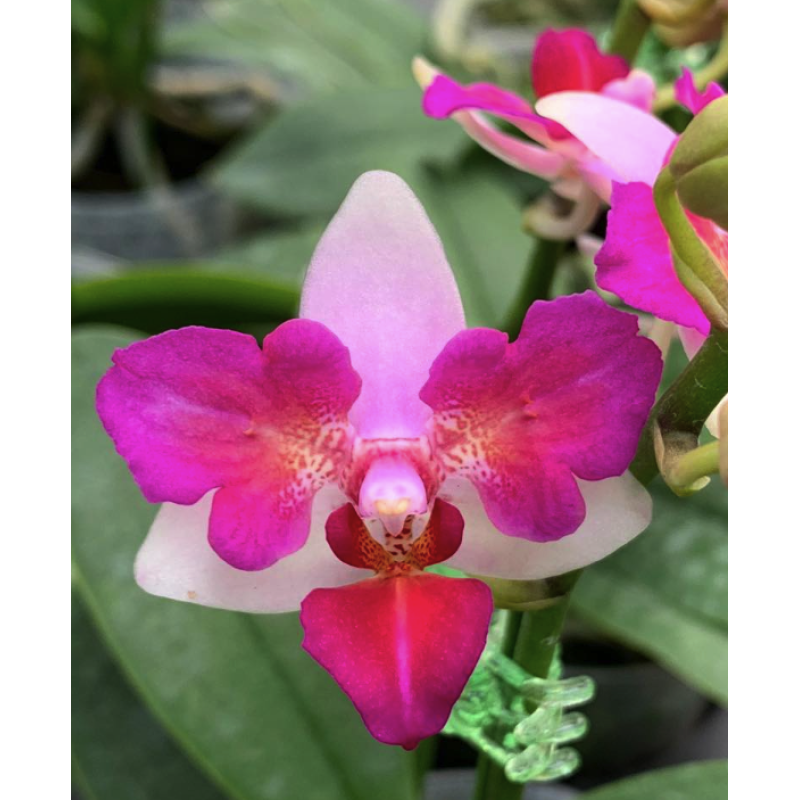 Құл клиторды жалайды Әдемі, романтикалық және нәзік секс бейне